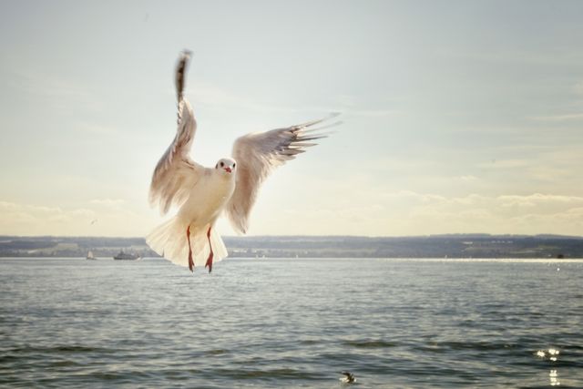 Seagull Flying Over Calm Sea with Clear Sky - Download Free Stock Photos Pikwizard.com