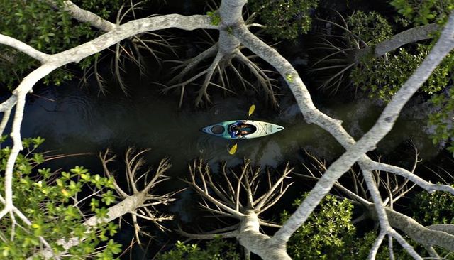 Kayaker paddling through sunlit mangrove creek, aerial canopy perspective