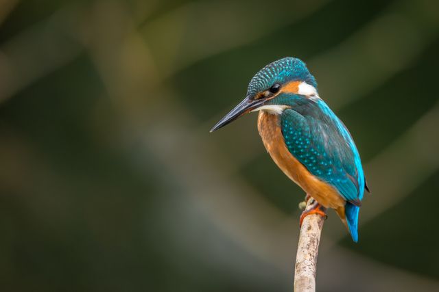 A striking common kingfisher is perching on a branch, showcasing its vivid blue and orange feathers. Perfect for wildlife enthusiasts, nature studies, or adding color and life to publications or designs about birds and natural environments.