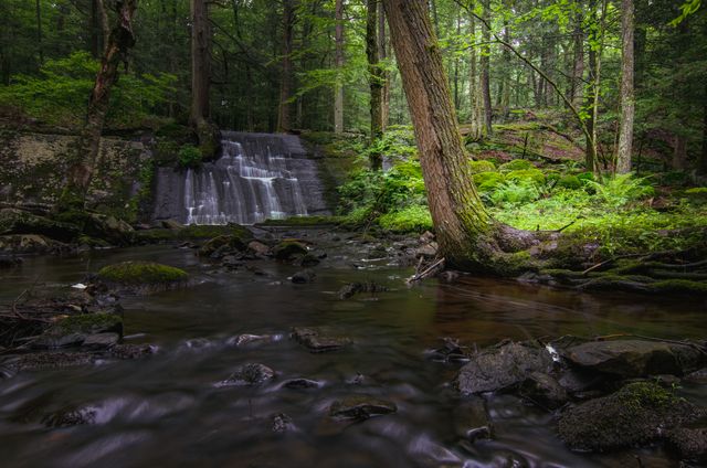 Tranquil Forest Waterfall With Lush Greenery - Download Free Stock Photos Pikwizard.com