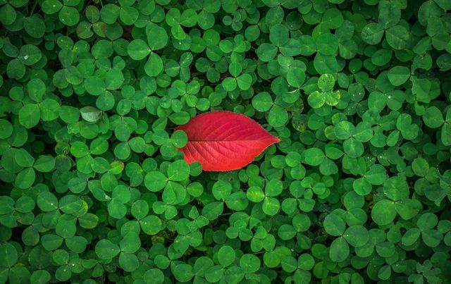 Overhead view of Red leaf in the middle of multiple green leaves. Nature and ecology concept