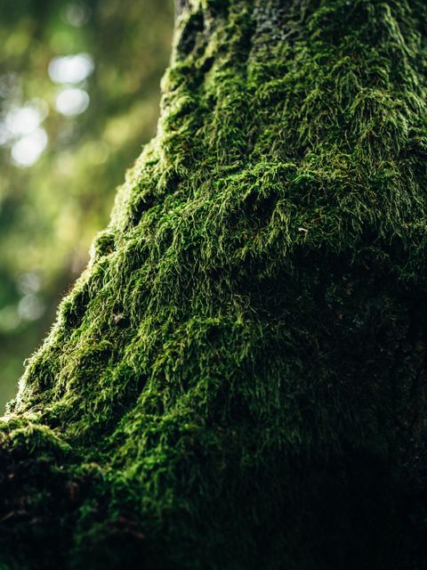 Close-Up of Lush Green Moss on Tree Trunk in Forest - Download Free Stock Photos Pikwizard.com