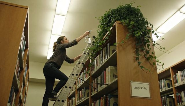 Woman climbing ladder spraying ivy on library bookshelf, indoor plant care