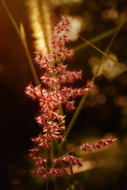 Beautiful close-up of a fluffy pink grass flower bathed in warm sunset sunlight and surrounded by a bokeh background. Suitable for nature blogs, environmental campaigns, summer-themed presentations, and outdoor beauty promotions.