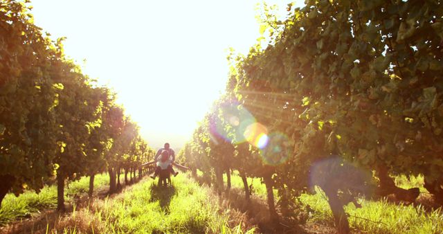 Harvest Workers in Sunlit Vineyard Carrying Baskets of Grapes - Download Free Stock Images Pikwizard.com