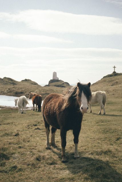 Stunning depiction of wild horses grazing peacefully on a coastal pasture with the sea and cliffs in the background. Perfect for use in travel promotions, nature magazines, websites showcasing rural lifestyles, and outdoor adventure content emphasizing tranquility and natural beauty.