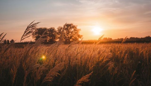 Golden-hour meadow grasses glowing at sunset with backlit reeds, lens flare, warm glow