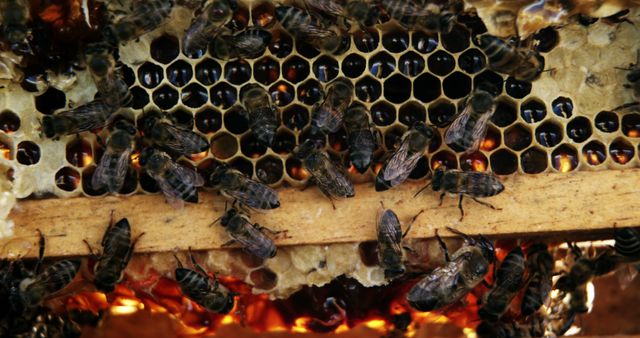 Close-up of Busy Honey Bees on Honeycomb - Download Free Stock Images Pikwizard.com