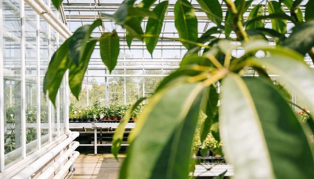Sunlit greenhouse featuring foreground leaves framing nursery benches and glass piping