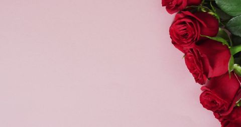 Red Roses on Pink Background Symbolizing Love - Download Free Stock Images Pikwizard.com