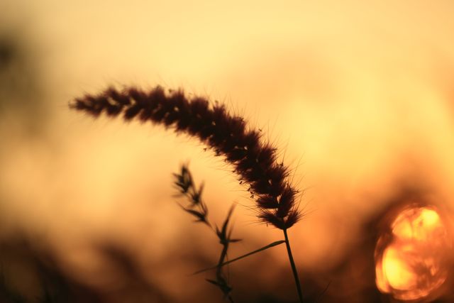 Silhouette of Grass Plant Against Golden Sunset - Download Free Stock Photos Pikwizard.com