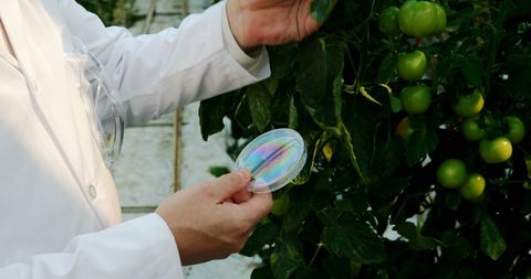 Scientist Researching Plant Health in Greenhouse