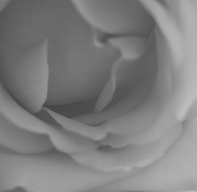 Close up of black and white rose on white background. Flowers, nature, harmony and colour concept.