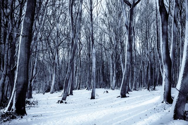 This evokes a sense of peace and tranquility in a serene winter forest. Leafless trees stand amidst a blanket of snow, creating a calm atmosphere perfect for use in seasonal promotions, nature-themed designs, or as a calming background for digital content. Ideal for showcasing the beauty of winter scenery.