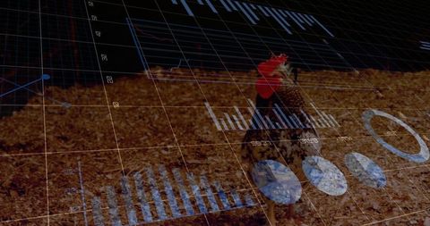 Speckled rooster observing digital data visualization on farm