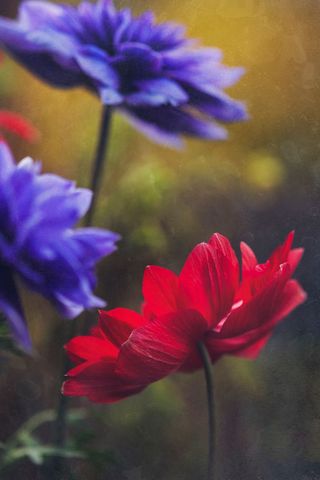 Red poppy blooming among purple blooms with soft golden bokeh and dreamy shallow focus