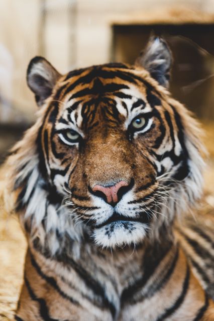Close up portrait of a majestic tiger, showcasing its distinctive stripes and expressive eyes. Useful for wildlife conservation campaigns, educational materials on big cats, animal kingdom documentaries, nature reserve promotions, and projects highlighting the beauty and power of wildlife.