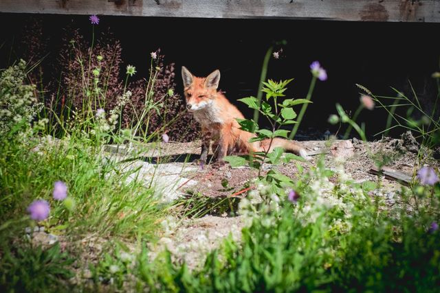 This stock photo captures a fox sitting amidst lush greenery, highlighting aspects of wildlife and nature. Ideal for use in nature documentaries, educational materials about wildlife, or as a decorative element in nature-themed projects. The combination of the fox and greenery evokes tranquility and a connection to the natural world.
