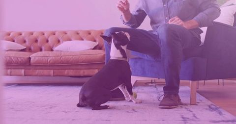 Man offering treat to attentive dog during casual living room training and bonding