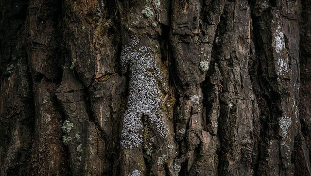 Rugged tree bark revealing deep fissures with pale lichen and moss texture closeup