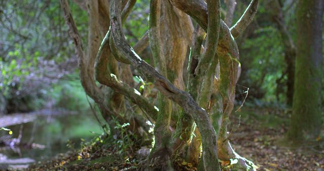 Twisted tree trunks surrounded by lush forest, creating a calm and tranquil atmosphere with sunlight filtering through the leaves. Ideal for nature and outdoor scenes, environmental themes, or tranquil settings in design projects and backgrounds.