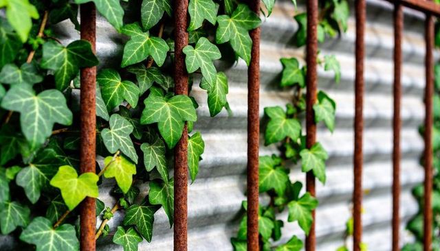 Vintage rusted iron railing entwined with vibrant english ivy against corrugated metal