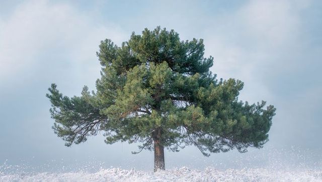 Solitary pine tree standing on snowy plain spreading wide canopy under cloudy winter sky