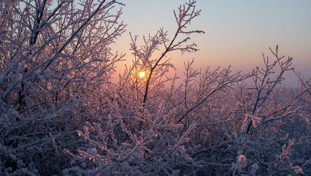Frosted branch silhouettes at sunrise showing sparkling ice crystals and pastel sky glow