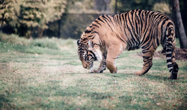 Majestic Tiger Exploring Forest Park - Download Free Stock Photos Pikwizard.com