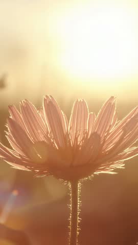 Backlit Daisy Blooming at Golden Hour Vertical Video with Warm Sun, Lens Flares, Meadow Bokeh