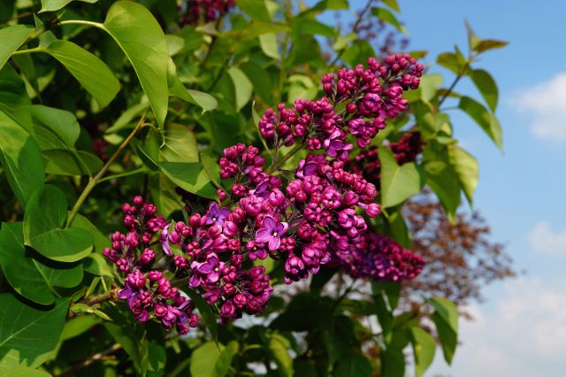 Vibrant Purple Lilacs Blooming on Tree Branch - Download Free Stock Photos Pikwizard.com
