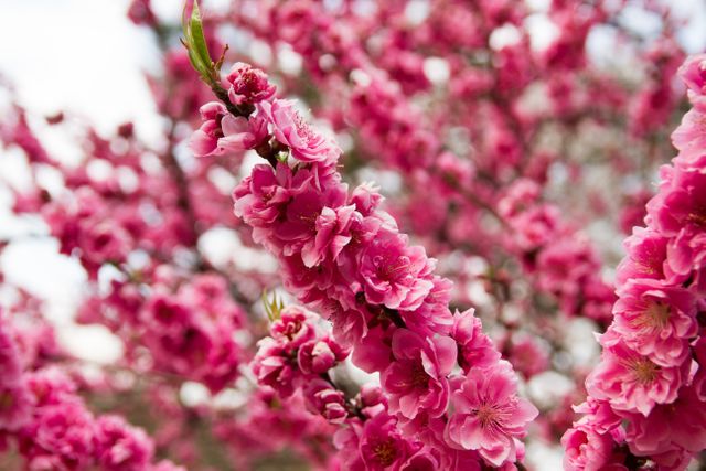 Close-Up of Beautiful Pink Cherry Blossoms in Bloom - Download Free Stock Photos Pikwizard.com