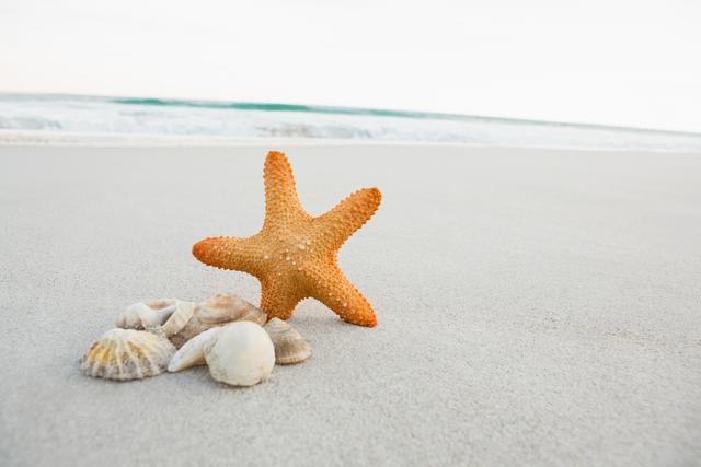 Starfish and shells on sand at beach