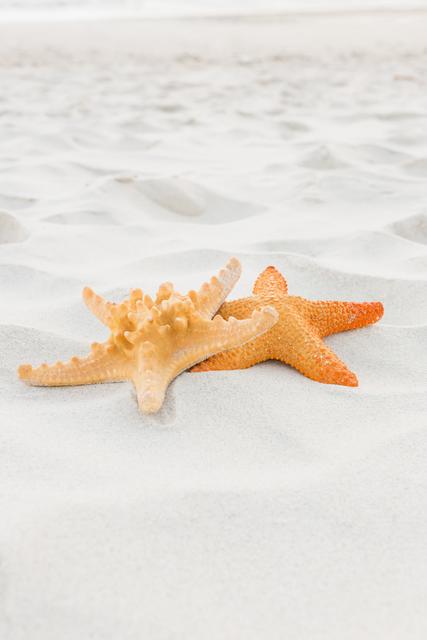 Starfishes on sand at beach