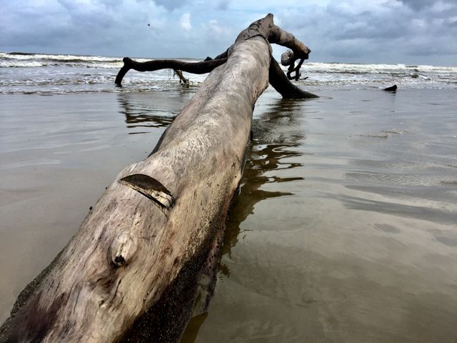 Large driftwood log laying on a sandy beach with the ocean waves in the background and stormy clouds overhead. Useful for themes related to nature, coastal scenes, weather conditions, and beach environments.