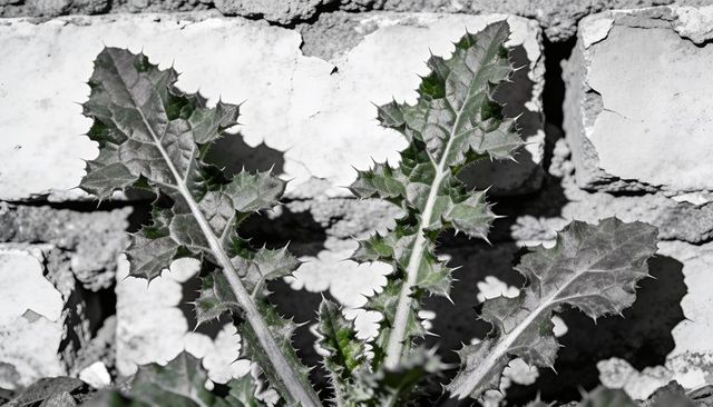 Spiky thistle weed growing against painted brick wall showing green rosette and shadows
