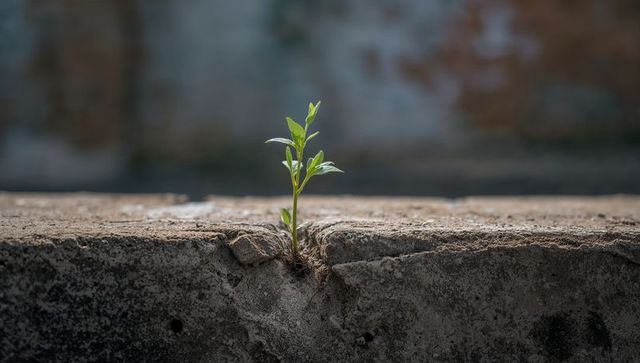 Seedling Growing Through Concrete Crack on Weathered Ledge, Urban Resilience and Renewal