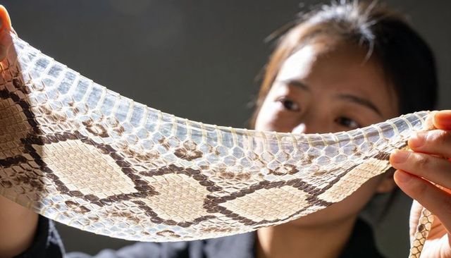 Asian woman holding backlit translucent snake skin inspecting diamond scale pattern