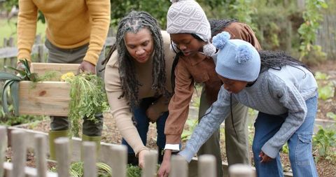 Multigenerational Black Family Harvesting and Inspecting Vegetables in Raised Garden Bed