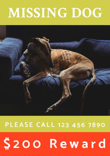 Detailed missing dog poster featuring greyhound lying on blue sofa. Shows contact details and reward offer. Ideal for pet owners, shelters, and community boards to alert and inform about a missing pet.
