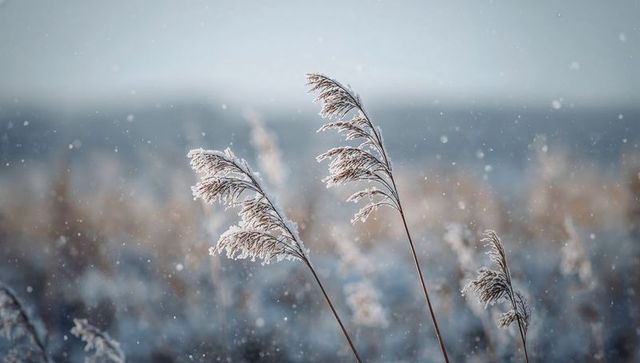 Frosted reed grass swaying in winter marsh at lakeshore with falling snow and soft bokeh