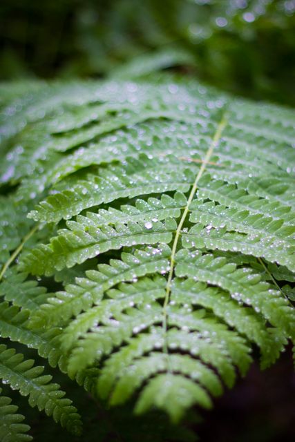 Close-up of Dew-Covered Fern Fronds in Lush Forest - Download Free Stock Photos Pikwizard.com