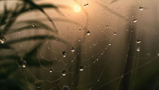 Glistening dew drops on spider web backlit by warm morning sunlight in garden macro