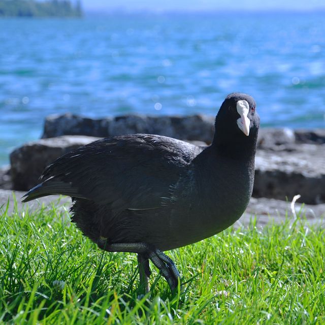 Black Duck - Download Free Stock Photos Pikwizard.com