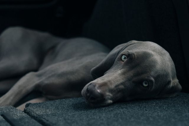 This image shows a grey dog with striking blue eyes lying on a dark carpet, calmly looking up with a serious gaze. Perfect for use in pet-related content, advertisements for pet products, articles about canine behavior, or calming, introspective scenes featuring animals.