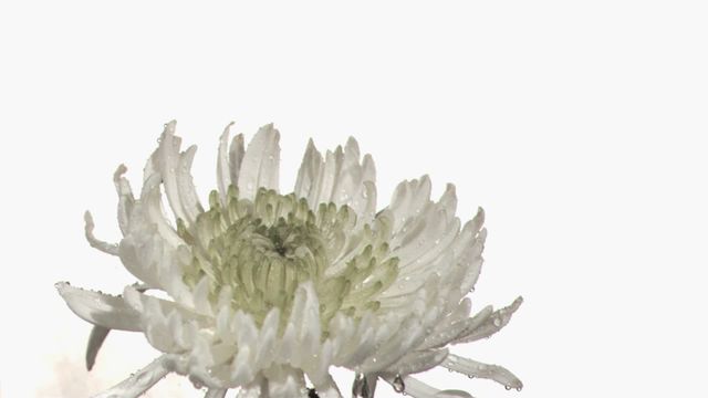 Captures ethereal beauty of a white chrysanthemum graced with shimmering water droplets. Ideal for nature conservation projects, floral minimalism iconography, floral addition to greeting cards, or natural background for meditation materials.