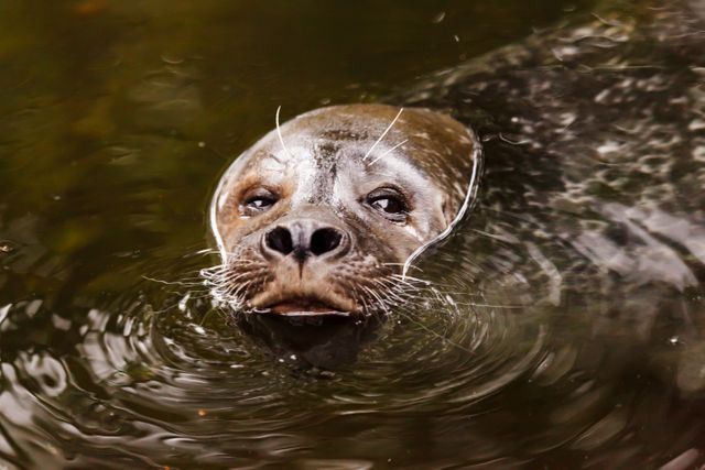 Seal swimming with head and eyes above water surface in a natural environment. Ideal for wildlife conservation awareness, marine education content, and nature-themed media.