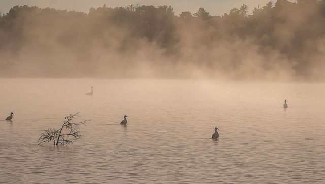 Misty dawn lake with gliding waterfowl, pastel light, calm ripples and solitude