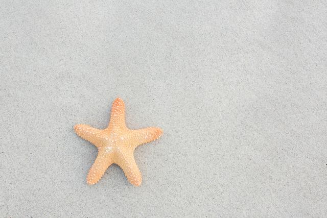 Starfish kept on sand at beach