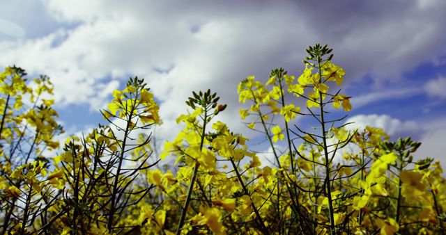 Yellow wildflowers are blooming under an expansive cloudy sky. Ideal for use in nature-themed designs, seasonal marketing, or as a colorful backdrop in presentations.